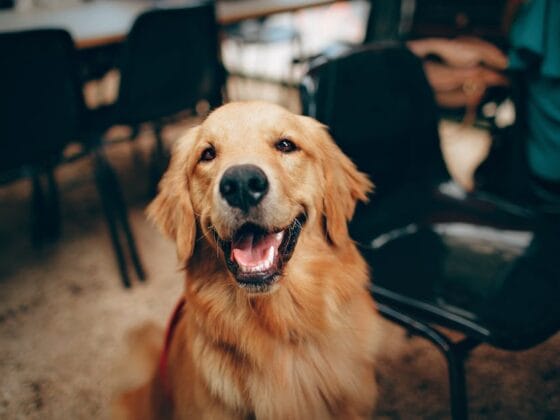 Golden Retriver